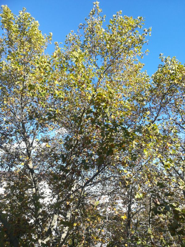 Natur pur