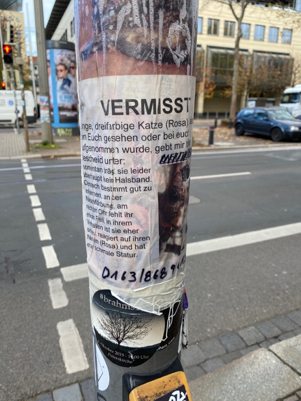 Katze „Rosa“ vermisst