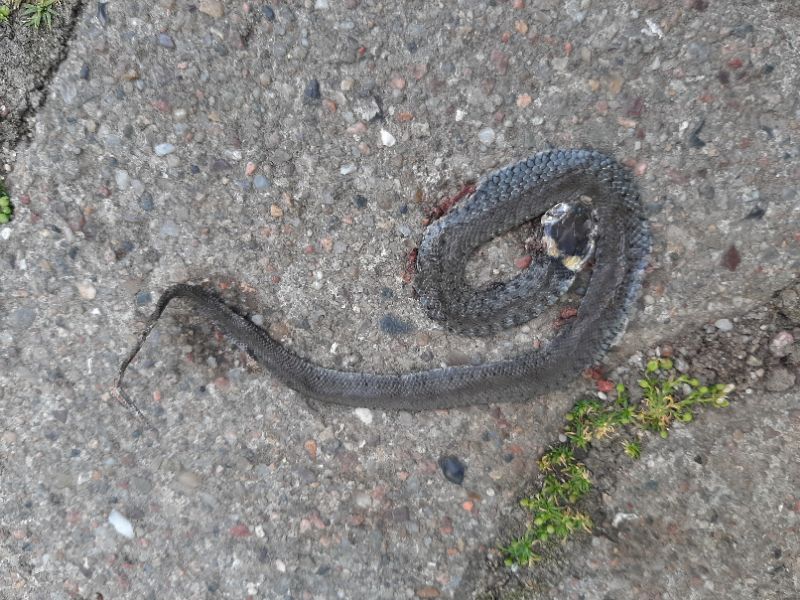 Tote Schlangen auf den Straßen von Krakvitz