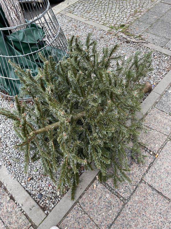 Weihnachtsbäume werden ab 8. Januar abgeholt