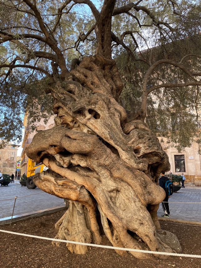 Olivenbaum in Palma! 