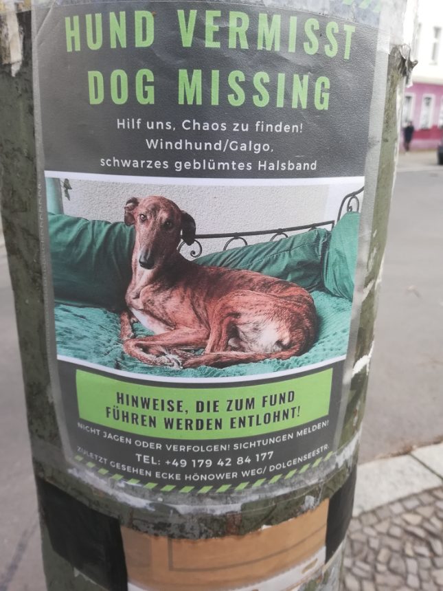 Hund vermisst