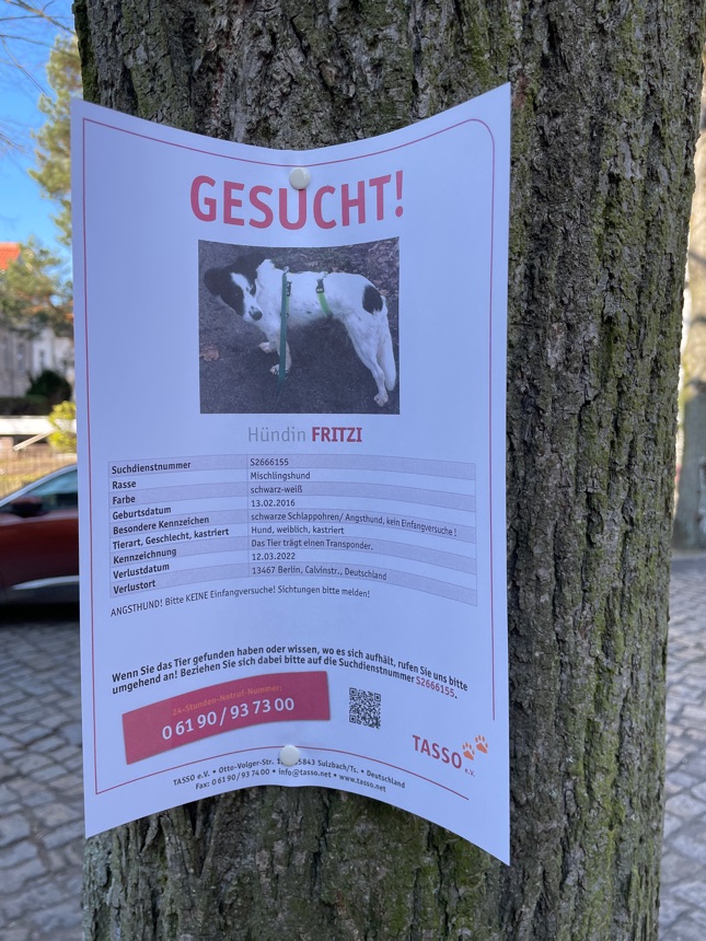 Hündin gesucht! 